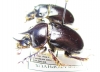 Ceratophyus mesasiaticus, pair  Kazakhstan - INSECTS-STORE.RU