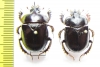 Ceratophyus mesasiaticus, pair  Kazakhstan - INSECTS-STORE.RU