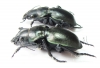 Callisthenes elegans amethystinum  Kazakhstan - INSECTS-STORE.RU