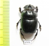 Catharsius sp.  Angola - INSECTS-STORE.RU