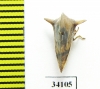 Membracidae sp.  Ecuador - INSECTS-STORE.RU