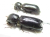 Bostrichidae sp.  Bolivia - INSECTS-STORE.RU
