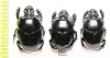 Diastellopalpus ? johnstoni  Kenya - INSECTS-STORE.RU