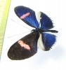 Nymphalidae sp.  Ecuador - INSECTS-STORE.RU