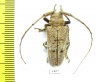 Cerambycidae sp.  Ecuador - INSECTS-STORE.RU