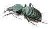 Tefflus viridanus  Tanzania - INSECTS-STORE.RU