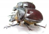 Heliocopris felschei, pair  Burundi 40mm - INSECTS-STORE.RU