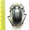 Pisterotarsa kiritschenkoi  Uzbekistan - INSECTS-STORE.RU