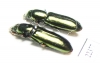 Trogossitidae sp.  Peru - INSECTS-STORE.RU