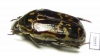 Poecilopharis sp.  Indonesia, Papua - INSECTS-STORE.RU