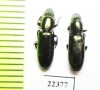 Trogossitidae sp.  Peru - INSECTS-STORE.RU