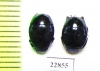 Saprinus splendens  South Africa Rep. - INSECTS-STORE.RU