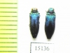 Coomaniella sp.  Laos - INSECTS-STORE.RU