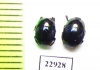 Saprinus sp.  South Africa Rep. - INSECTS-STORE.RU