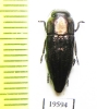 Sphenoptera sp.  Iran, E.Azerbaijan prov. - INSECTS-STORE.RU
