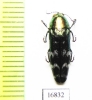 Coraebus spectabilis  Laos - INSECTS-STORE.RU
