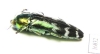 Coraebus spectabilis  Laos - INSECTS-STORE.RU