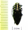 Chrysobothris sp.  Peru - INSECTS-STORE.RU