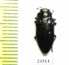 Chrysobothris sp.  Peru - INSECTS-STORE.RU