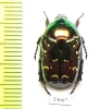 Protaetia splendidula persplendens  Iran, Fars prov. - INSECTS-STORE.RU