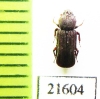 Bothrideridae, Antibothris sp.  Zambia - INSECTS-STORE.RU