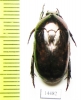 Poecilopharis sp.  Indonesia, Papua - INSECTS-STORE.RU