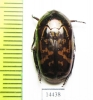 Poecilopharis sp.  Indonesia, Papua - INSECTS-STORE.RU