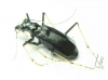 Oxycheila sp.  Ecuador - INSECTS-STORE.RU