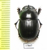 Copris sp.  South Africa Rep. - INSECTS-STORE.RU