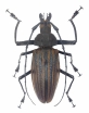 Xixuthrus heros, pair  Fiji  125/108mm - INSECTS-STORE.RU