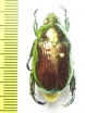 Pelidnota chameleon  French Guiana - INSECTS-STORE.RU