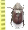 Spodochlamys sp.  Panama - INSECTS-STORE.RU