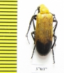 Meloidae sp.  South Africa Rep. - INSECTS-STORE.RU