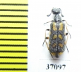 Meloidae sp.  South Africa Rep. - INSECTS-STORE.RU