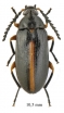 Tenebrionidae sp.  South Africa Rep.  10,5mm - INSECTS-STORE.RU