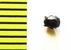 Gnathoncus buyssoni  Russia, Tver reg. - INSECTS-STORE.RU