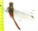 Odonata sp.  Indonesia, Papua - INSECTS-STORE.RU