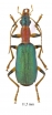 Drypta sp.  South Africa Rep. 11,5mm - INSECTS-STORE.RU
