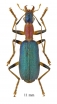 Drypta sp.  South Africa Rep. 11mm - INSECTS-STORE.RU