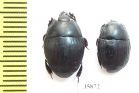 Histeridae sp.  Tanzania - INSECTS-STORE.RU