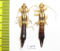 Dermaptera sp.  Tanzania - INSECTS-STORE.RU