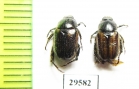 Blitopertha variabilis  Uzbekistan - INSECTS-STORE.RU