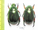 Rutelinae sp.  Indonesia, Sumatra - INSECTS-STORE.RU
