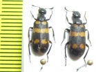 Meloidae sp.  Namibia - INSECTS-STORE.RU