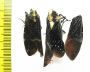 Homoptera sp.  Ecuador - INSECTS-STORE.RU