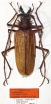 Psalidognathus victorsinyaevi, male  Colombia  52mm  HOLOTYPUS - INSECTS-STORE.RU