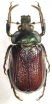 Anatista lafertei  Colombia  33mm - INSECTS-STORE.RU