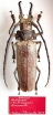 Callipogon limonovi, male  Dominican Republic 90mm  PARATYPUS - INSECTS-STORE.RU