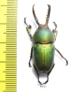 Lamprima adolphinae  Indonesia, Papua  35mm - INSECTS-STORE.RU