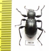 Gebienella sp.  Malaysia - INSECTS-STORE.RU